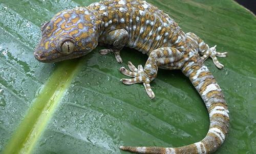 A gecko on a leaf